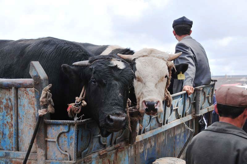 was heisst hier dumme Kuh