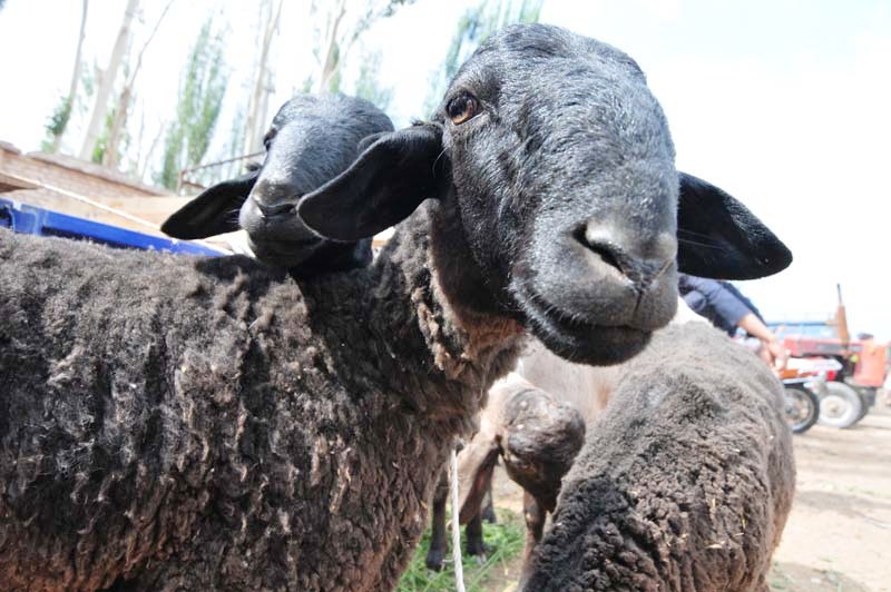 Mäh und nichts anderes