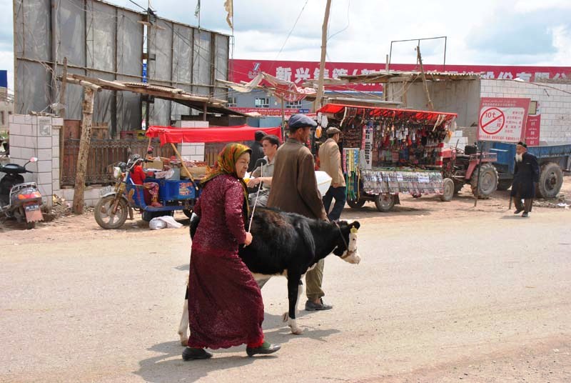 Kuhtransport von Hand