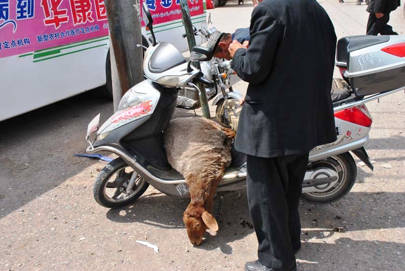 Schaf doch besser andersrum