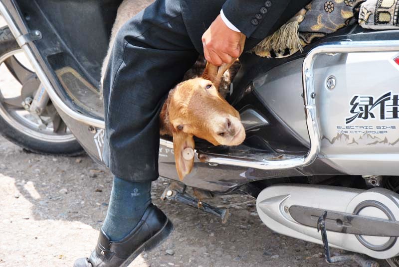 Ohren langziehen und Kopf ausrichten